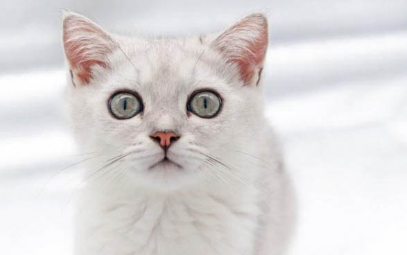 猫的皮肤结痂