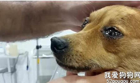 狗狗打疫苗之后出现犬窝咳症状怎么回事啊？