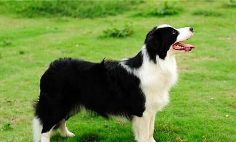 边境牧羊犬价格多少钱一只