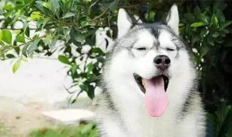 狗狗喝羊奶粉有哪些好处