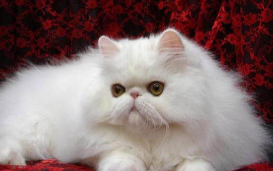 猫咪有眼屎是正常现象吗?