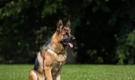 德国牧羊犬不爱吃东西的原因及处理方法