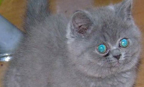 怎样教育猫咪挠人咬人