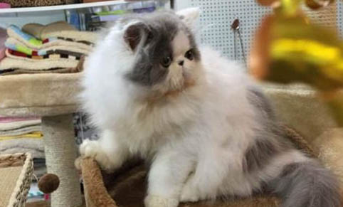猫咪为什么在家呕吐拉稀呢