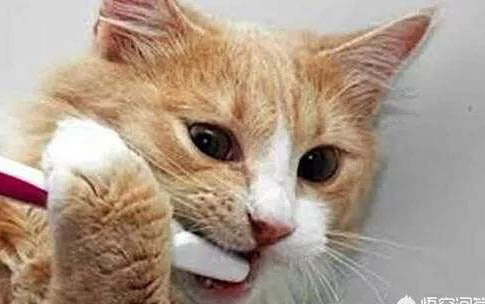 猫打喷嚏鼻子出血是什么原因