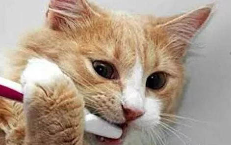 猫咪绝育后会不会很凶