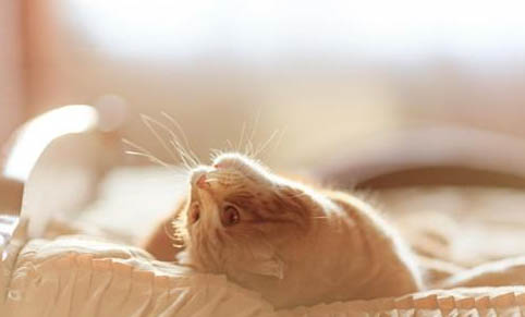 3个月的猫耳朵边缘变黑怎么办呢