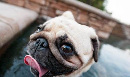 巴哥犬冬天掉毛严重怎么办
