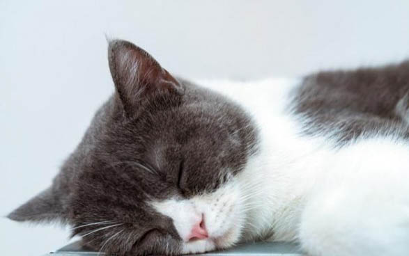 猫咪日渐消瘦毛色枯燥