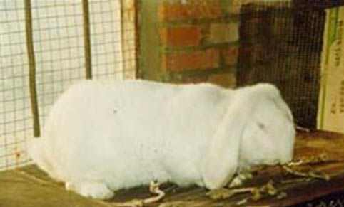 羊兔一般长多少斤