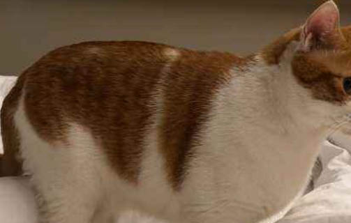 农村散养的土猫需要注意什么