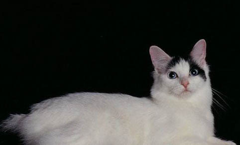 猫多大发情?