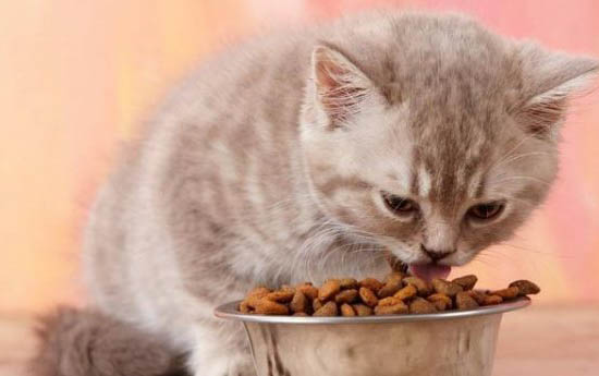猫到底能不能吃生肉？