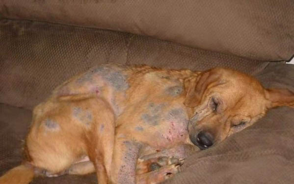 狗狗怀孕能吃西瓜吗
