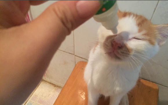 猫咪身体一直发抖是怎么回事
