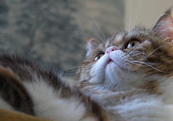 波斯猫感冒咳嗽一般几天可以好