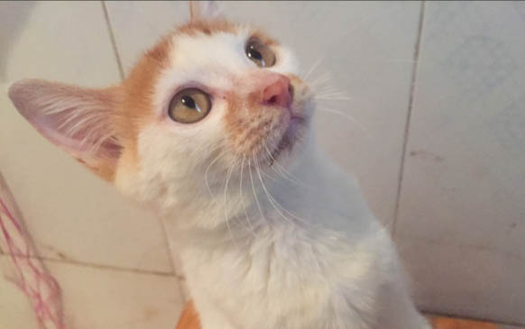 小猫受到惊吓后有哪些反应
