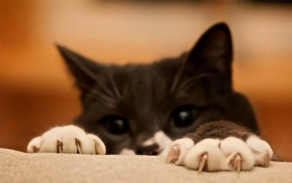 四大新手最好养的猫咪排行榜