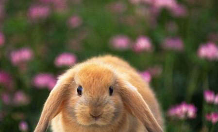 一只兔子一天吃多少兔粮