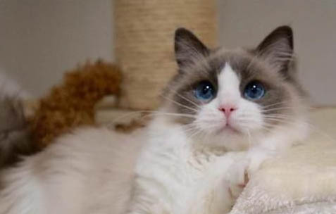 布偶猫眼睛颜色等级