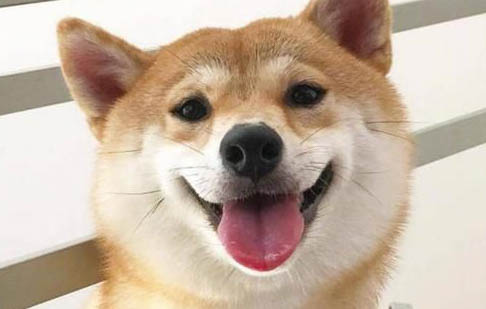 狗狗可以吃鱼吗为什么呢