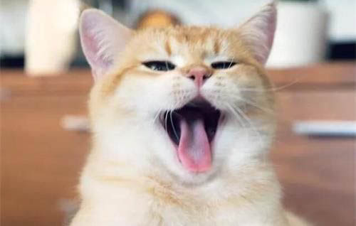 猫咪拉稀黏黏的还有血