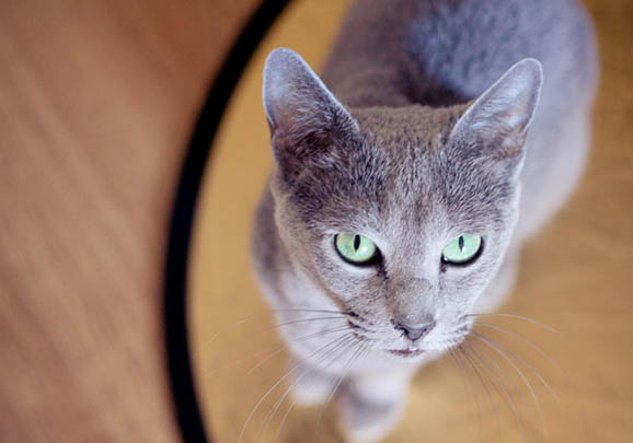 俄罗斯蓝猫连续打喷嚏