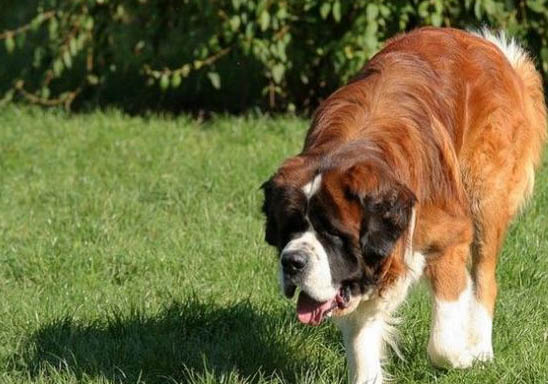 圣伯纳犬鼻子出血的原因及处理方法