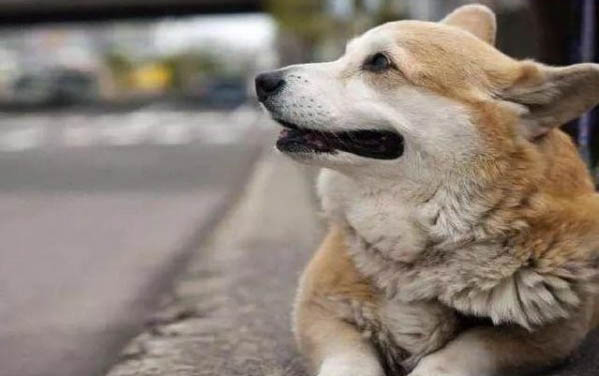 狗怀孕的时候为啥不能吃鸡骨头