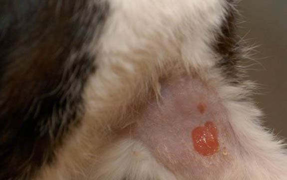 猫咪吃猫条上瘾了怎么办