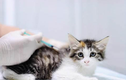 猫的肾衰竭死亡的原因有哪些