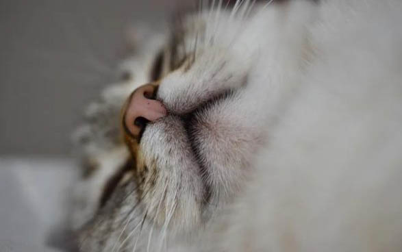 猫身上为什么有跳蚤