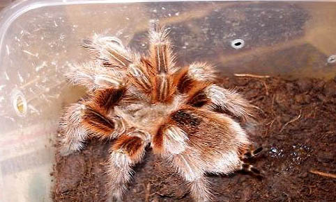 智利火玫瑰蜘蛛多少钱