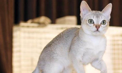 新加坡猫呼吸道感染的原因及处理方法