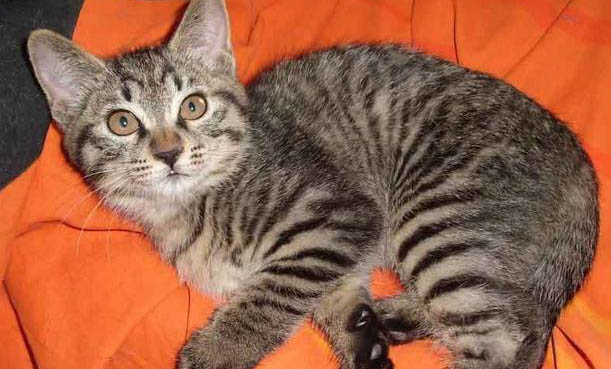 请问猫咪呕吐的原因及处理方法?