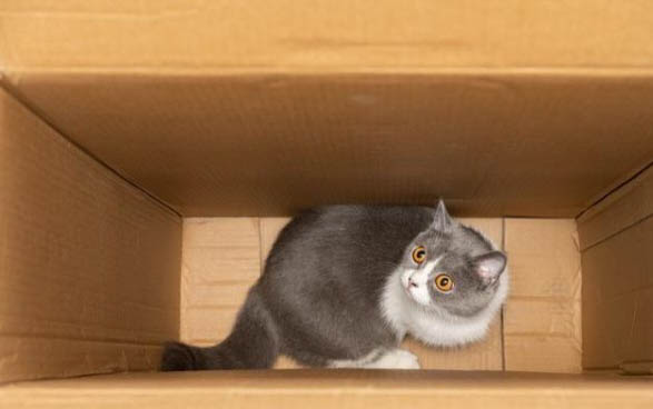 猫咪眼睛流脓需要处理吗