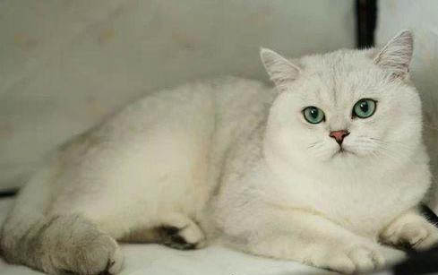 猫咪总是哈气是什么原因