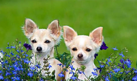 棉花面纱犬哪里有卖