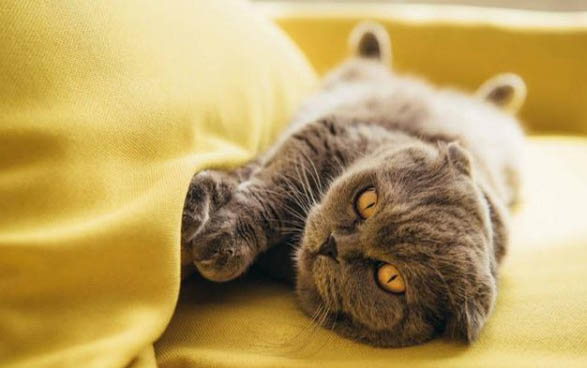 刚生下来的小猫要怎么处理?