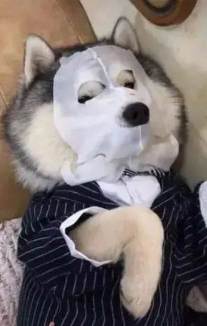 狗狗每天6点就叫怎么治?