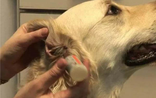 狗狗大便末端带血但很精神,可能是以下原因
