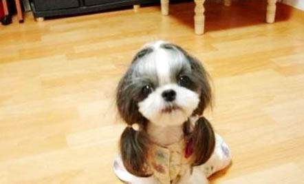 西施犬寿命