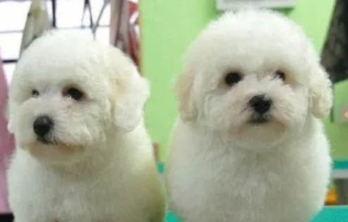 比熊犬手术伤口多久恢复