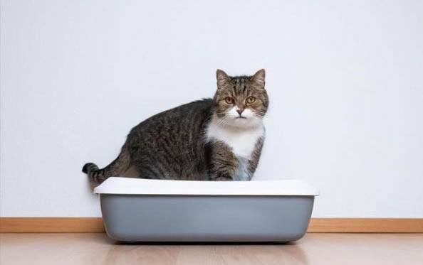 猫咪一进房间就叫怎么回事