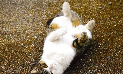猫咪除跳蚤的方法