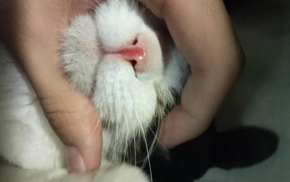 为什么有的猫咪吃黄瓜吐了