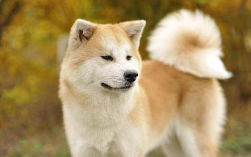 秋田犬和柴犬哪个好?
