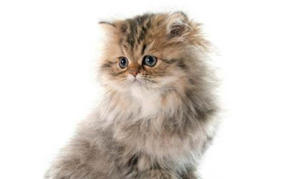 小猫尿道感染后精神不好