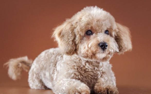 如何检查泰迪犬细小