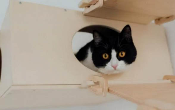 半个月大的小猫怎么喂养